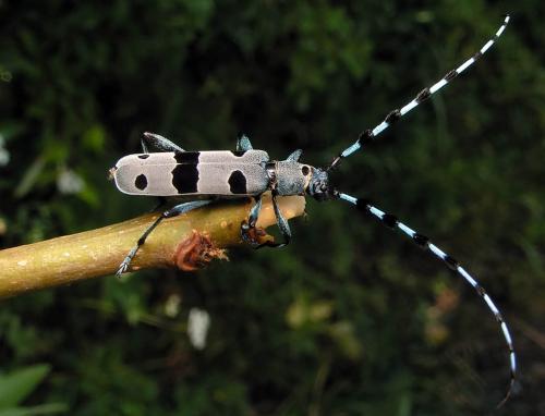 Réf. 3 000 : Rosalia alpina