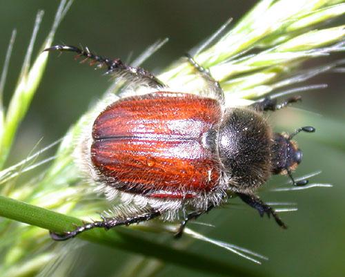 Anisoplia sp.