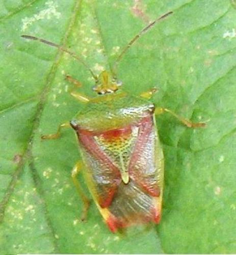 Elasmostethus sp.