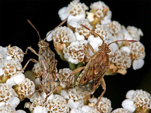 Stictopleurus sp.