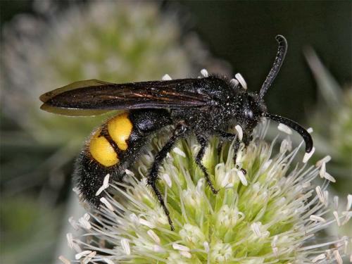 Réf. 3 596 : Scolia hirta hirta