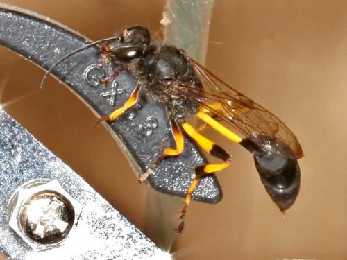 Sceliphron spirifex