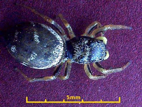 Réf. 3 366 : Heliophanus cupreus