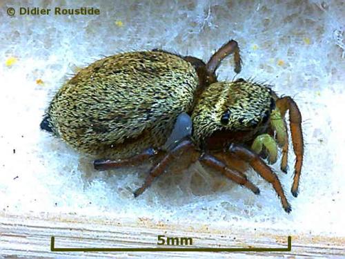Réf. 3 436 : Heliophanus sp.