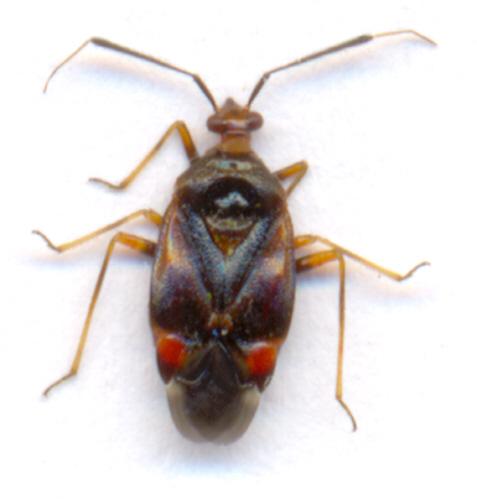 Deraeocoris ruber