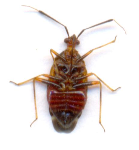 Deraeocoris ruber