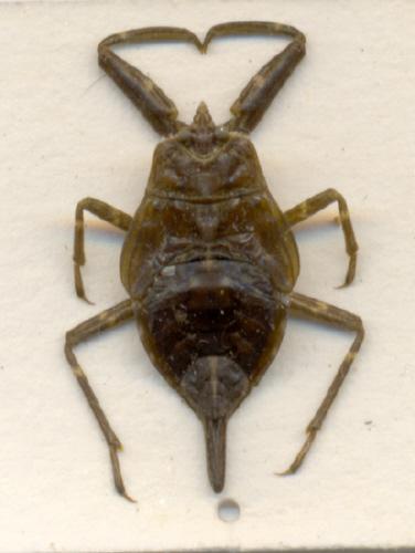 Réf. 3 996 : Nepa cinerea