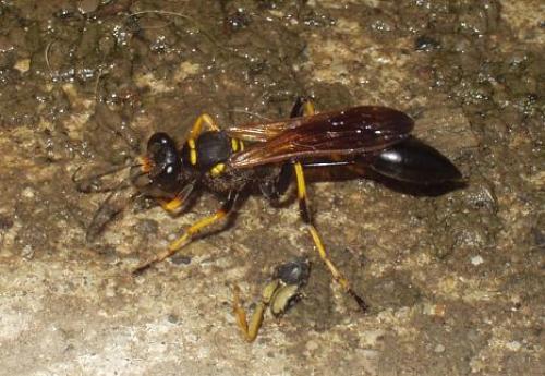 Sceliphron sp.