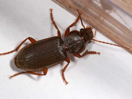 Scybalicus oblongiusculus