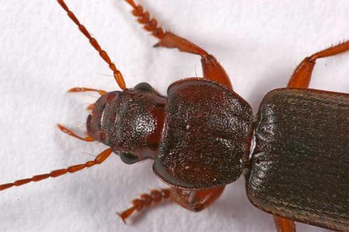 Scybalicus oblongiusculus