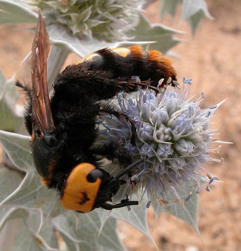 Réf. 3 577 : Megascolia maculata