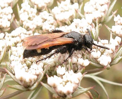 Scolia sexmaculata