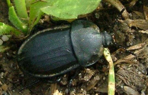 Réf. 3 312 : Silpha sp.