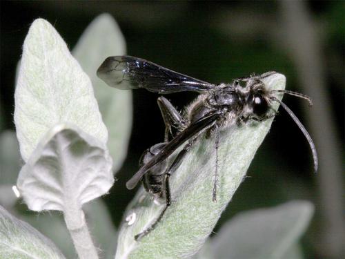 Isodontia mexicana