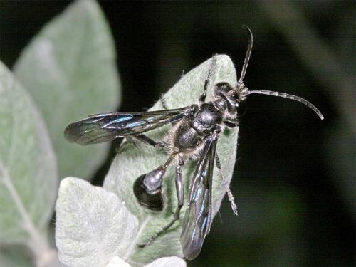 Isodontia mexicana