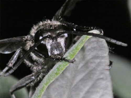 Isodontia mexicana