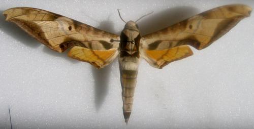 Protambulyx goeldii