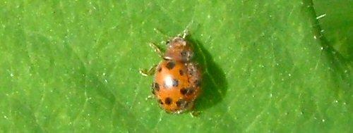 Subcoccinella vigintiquatuorpunctata
