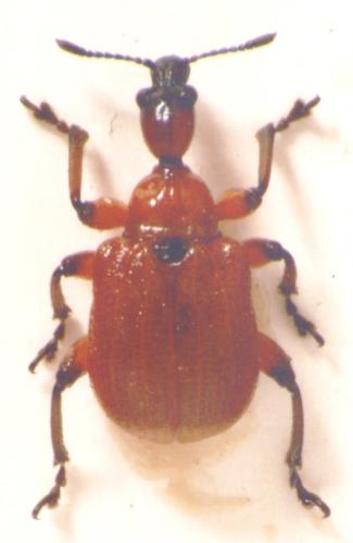 Apoderus coryli