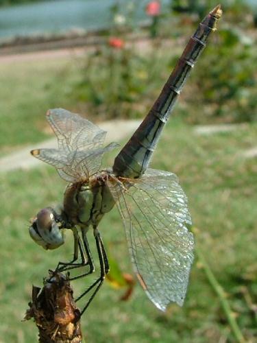 Sympetrum fonscolombii