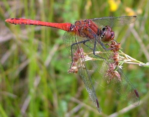 Sympetrum sanguineum
