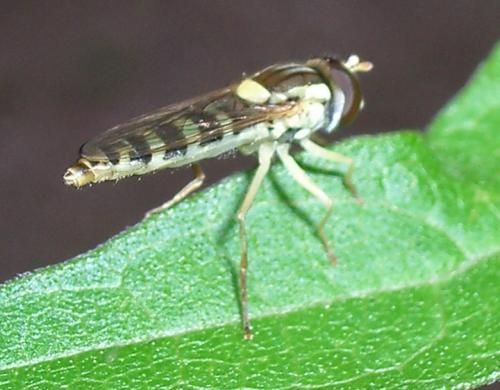 Sphaerophoria scripta