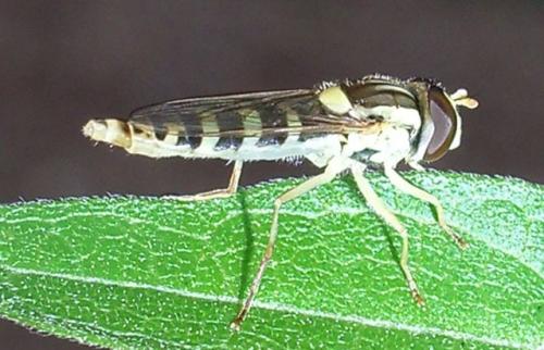 Réf. 3 864 : Sphaerophoria scripta