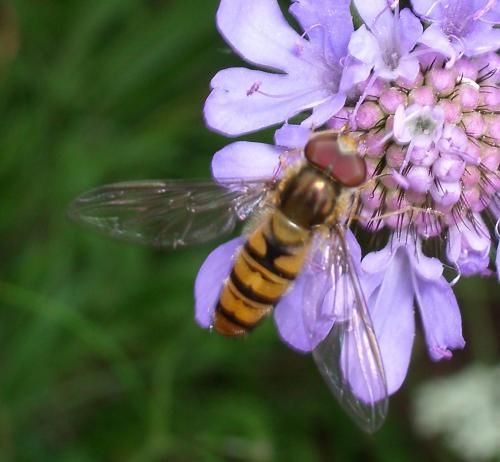Episyrphus balteatus