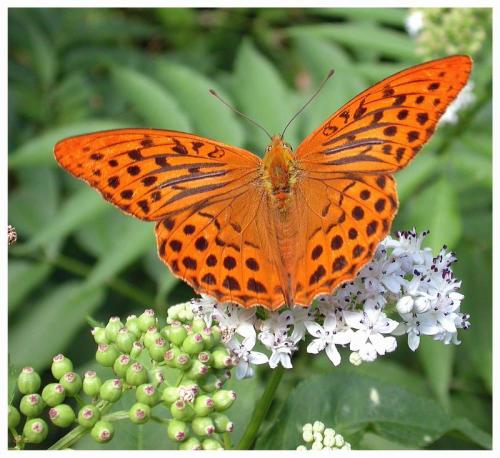 photo de papillon