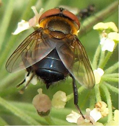 Phasia hemiptera
