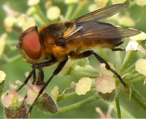 Phasia hemiptera