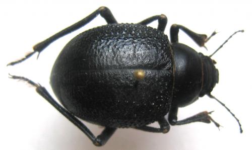 Pisterotarsa gigantea