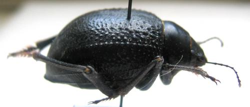 Pisterotarsa gigantea