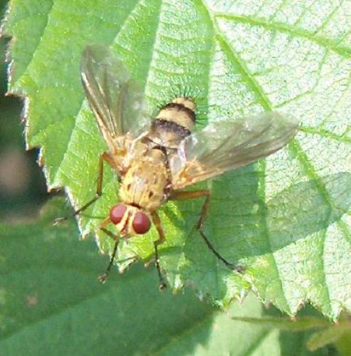 Dexiosoma caninum