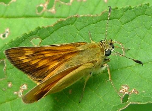 Réf. 3 903 : Ochlodes sylvanus