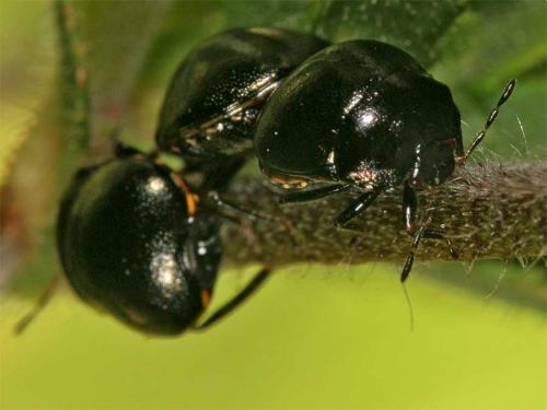 Coptosoma scutellatum