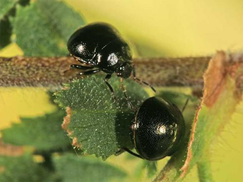 Coptosoma scutellatum