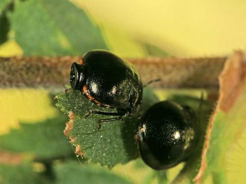 Coptosoma scutellatum