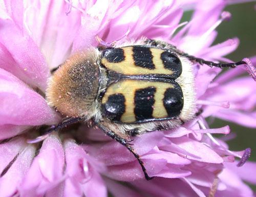 Trichius sp.