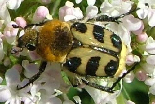 Réf. 3 584 : Trichius sp.