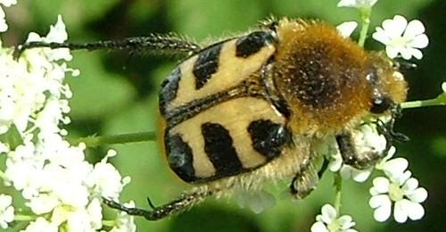 Trichius sp.