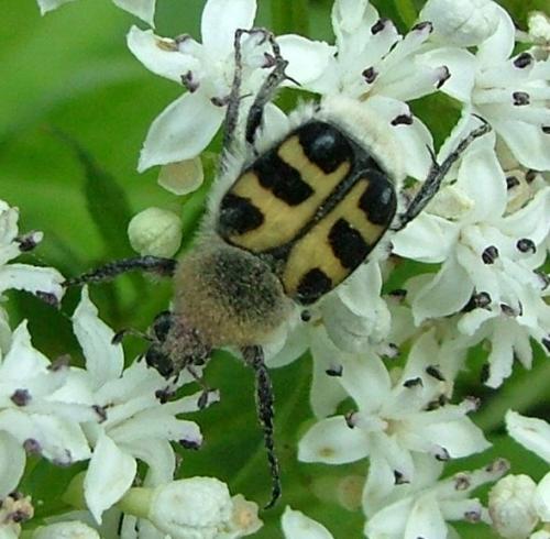 Trichius sp.