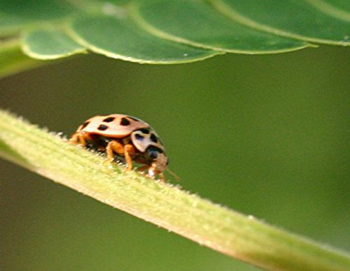 Réf. 3 067 : Oenopia conglobata