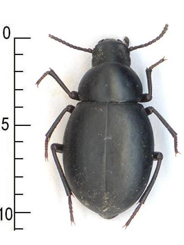 Thalpobia sp.