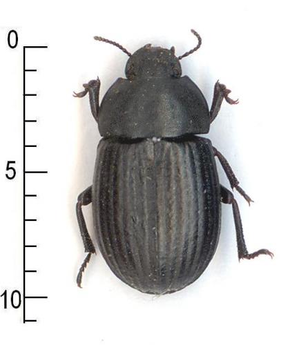 Hoplarion angulatus angulatus