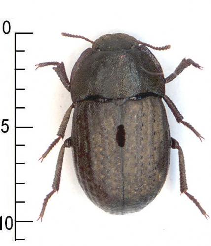 Réf. 3 948 : Opatrum hookeri