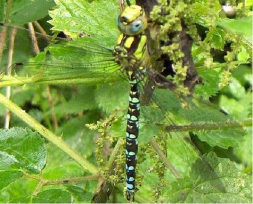 Aeshna cyanea