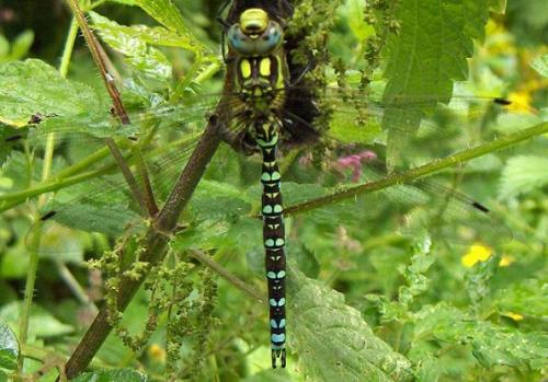Aeshna cyanea