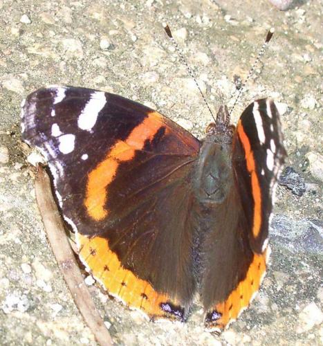 Vanessa atalanta