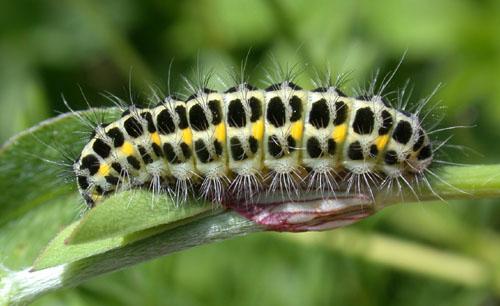 Zygaena lonicerae